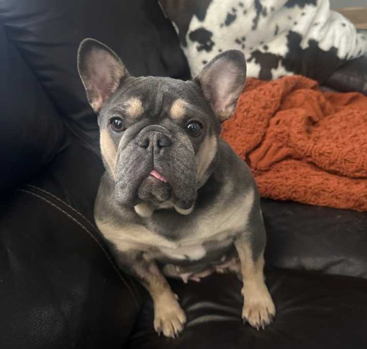 Photo of Wren