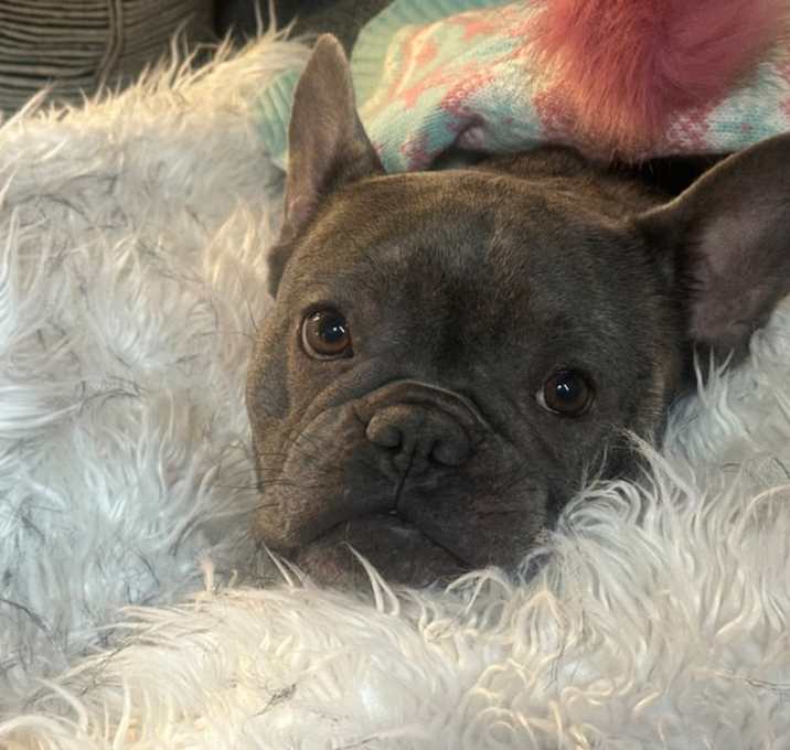 Photo of Remi