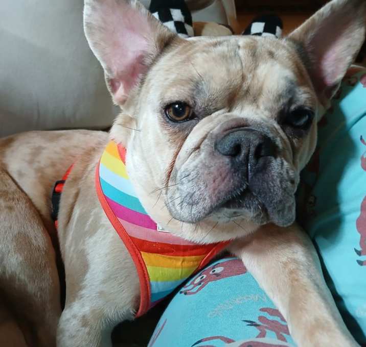 Photo of Sage