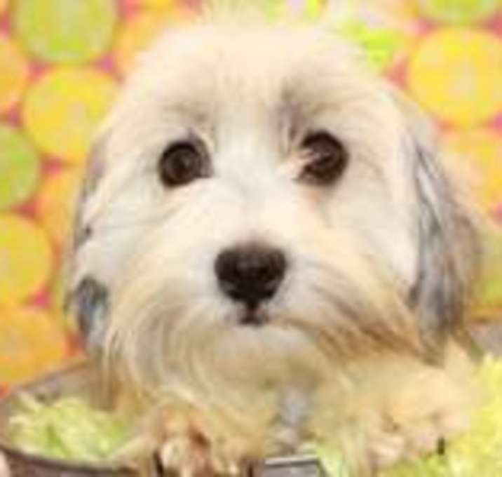Photo of Riley