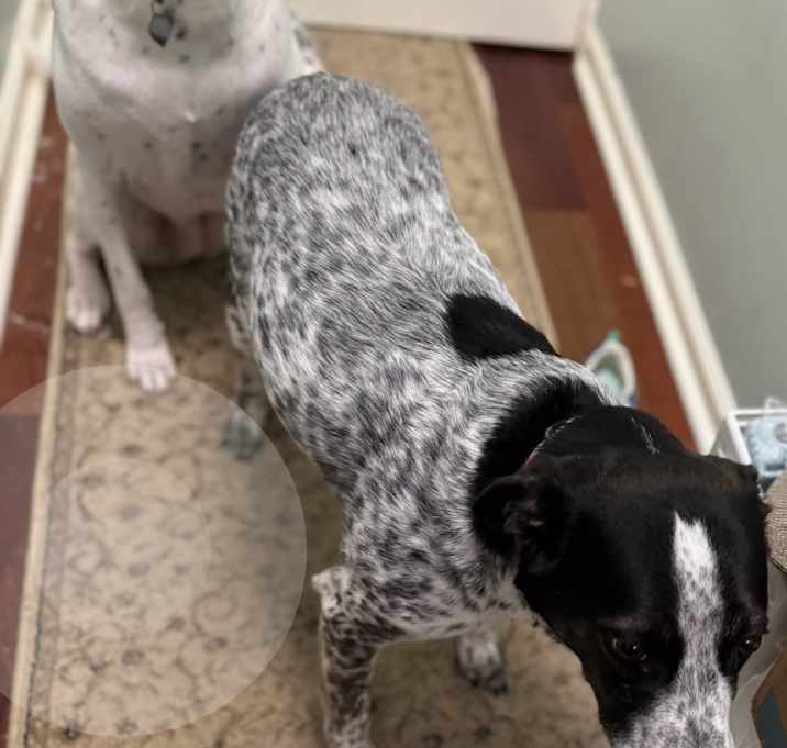 Photo of 2 female Pointers