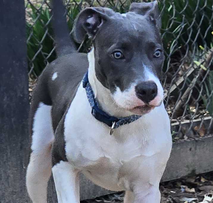 Photo of Blue Boy