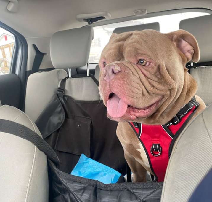 Photo of Bumble