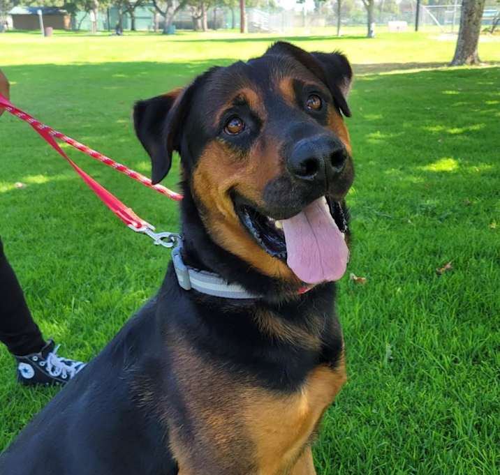 Photo of BARNEY