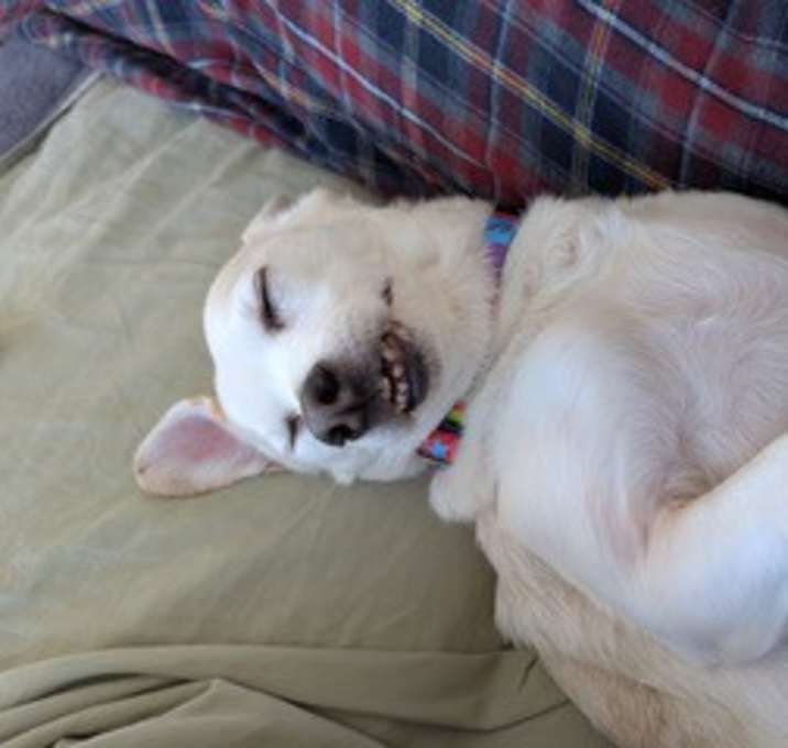 Photo of Chance