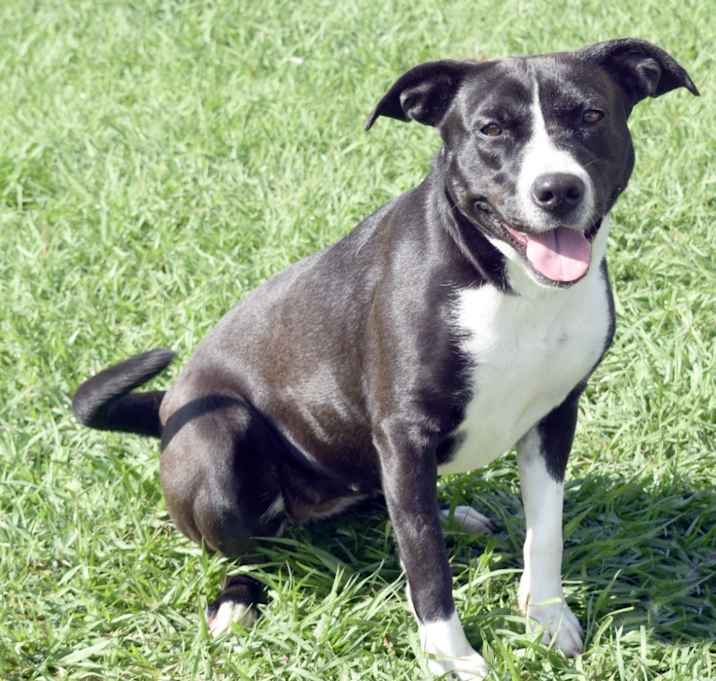 Photo of Merlot
