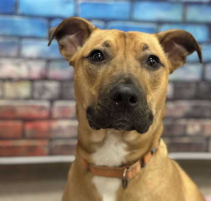 Photo of Dodger