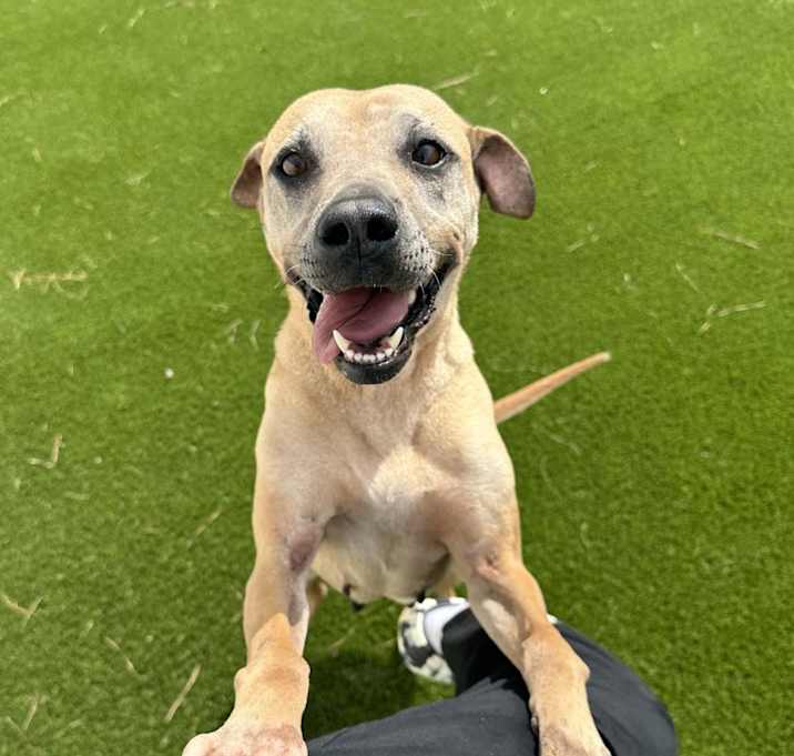 Photo of Roxie 4229