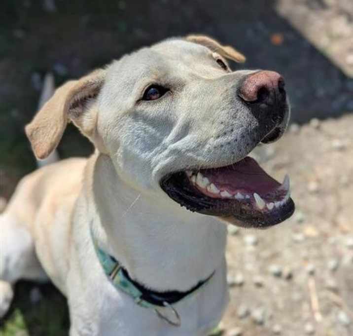 Photo of Piper