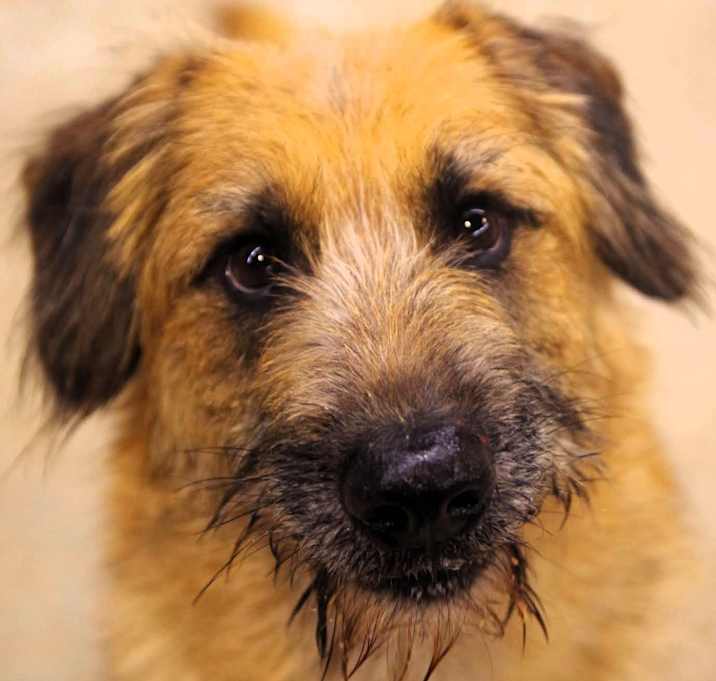 Photo of Rambo