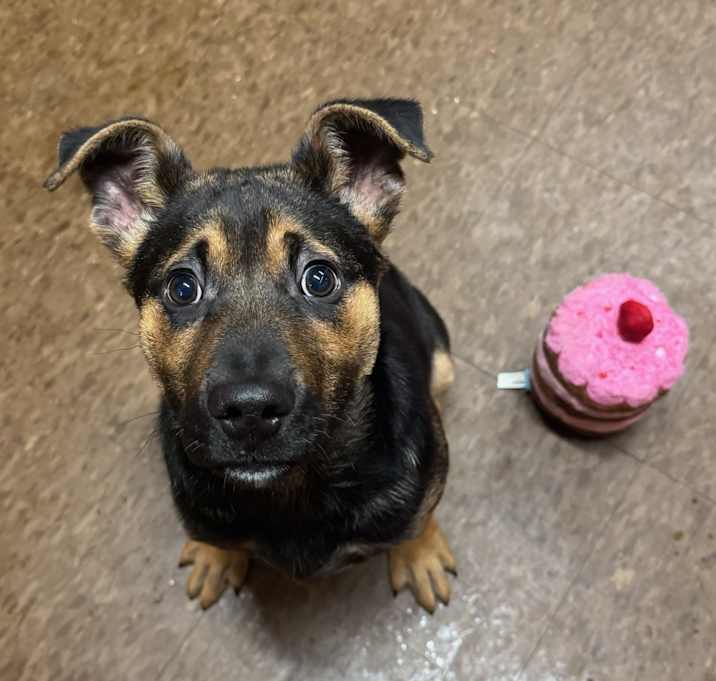 Photo of Ruger