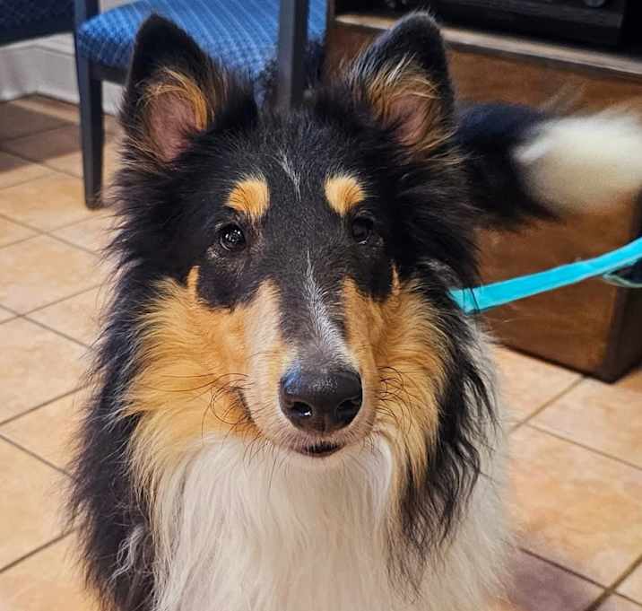 Photo of Willow