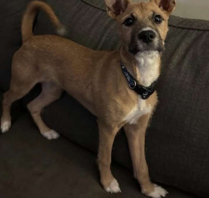 Photo of Pebbles