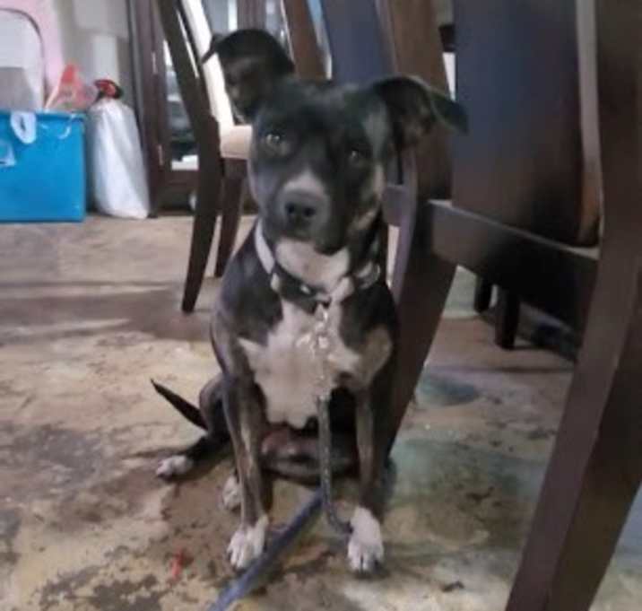 Photo of Bella