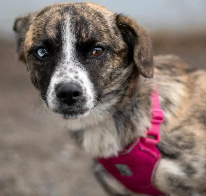 Photo of Ruby