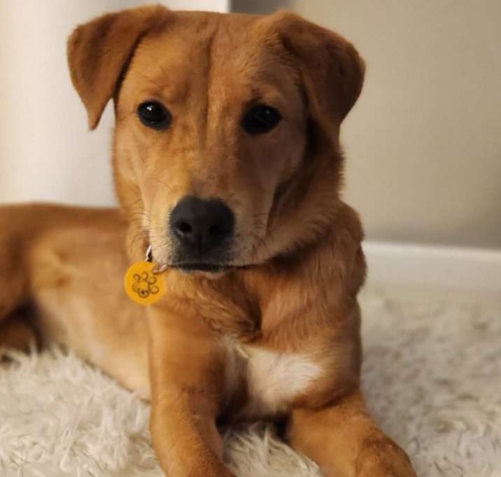 Photo of Bella