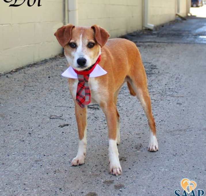 Photo of Dot