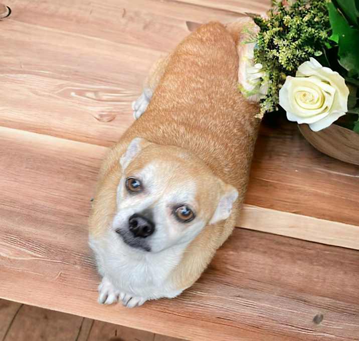 Photo of STARR (bonded w/Ellie Mae)