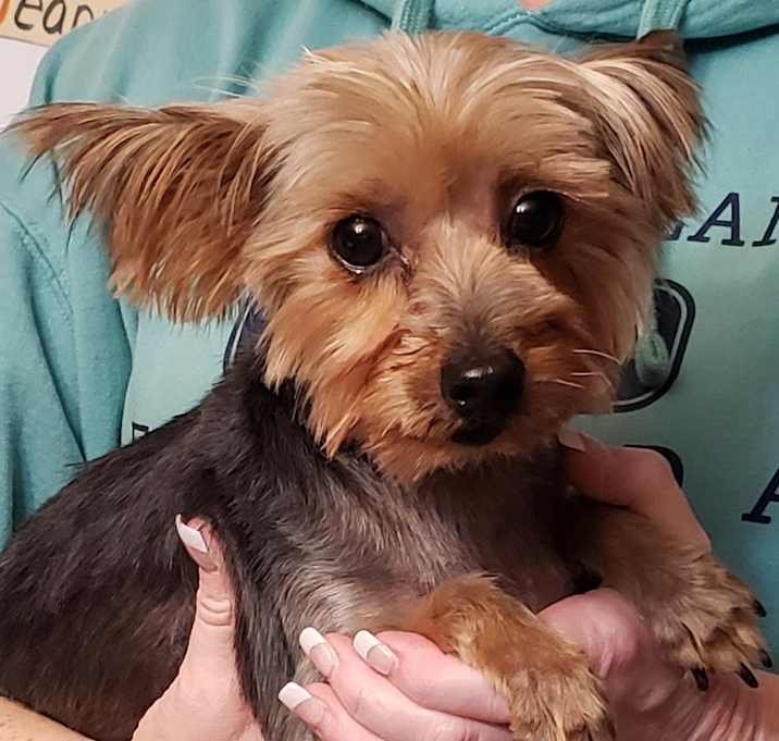 Photo of Willow