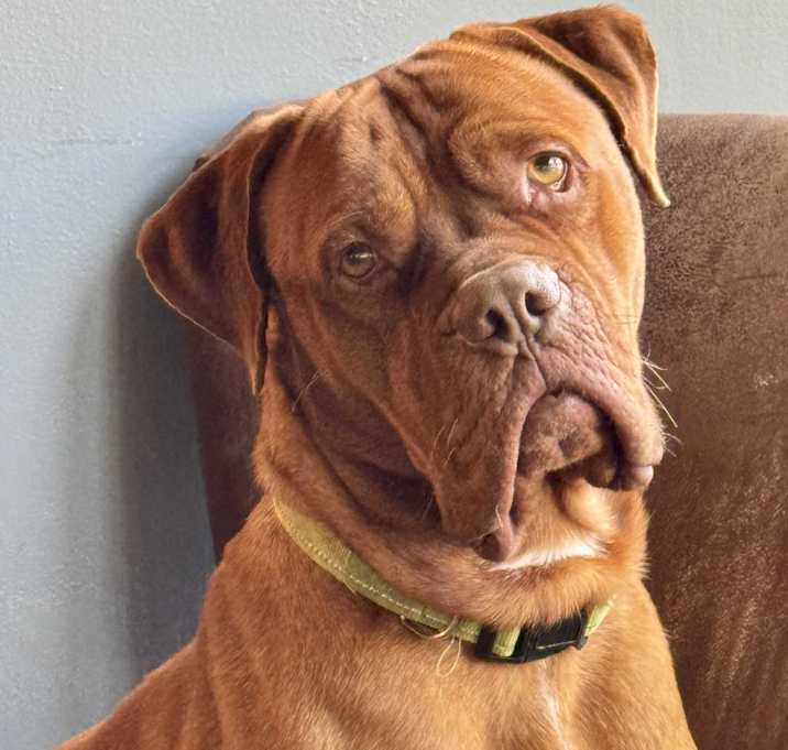 Photo of Hoagie