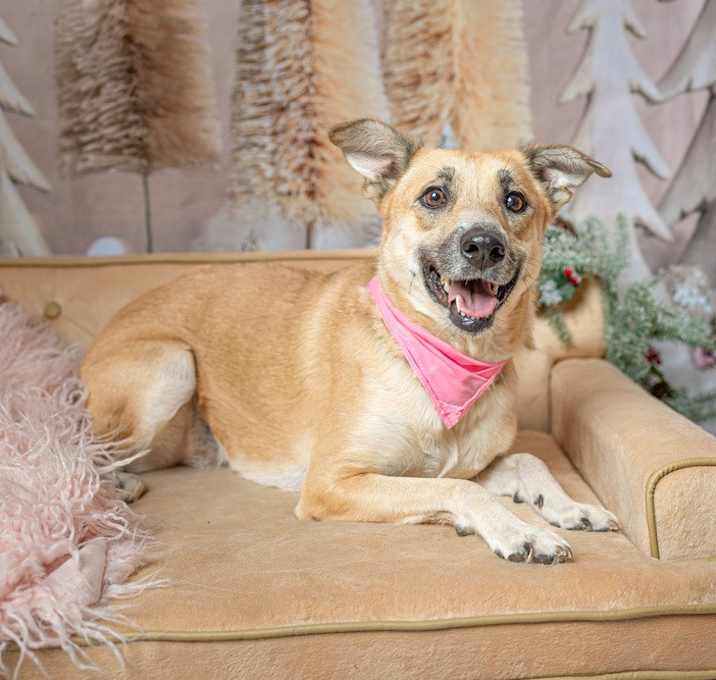 Photo of Wanda (Marvel Litter)