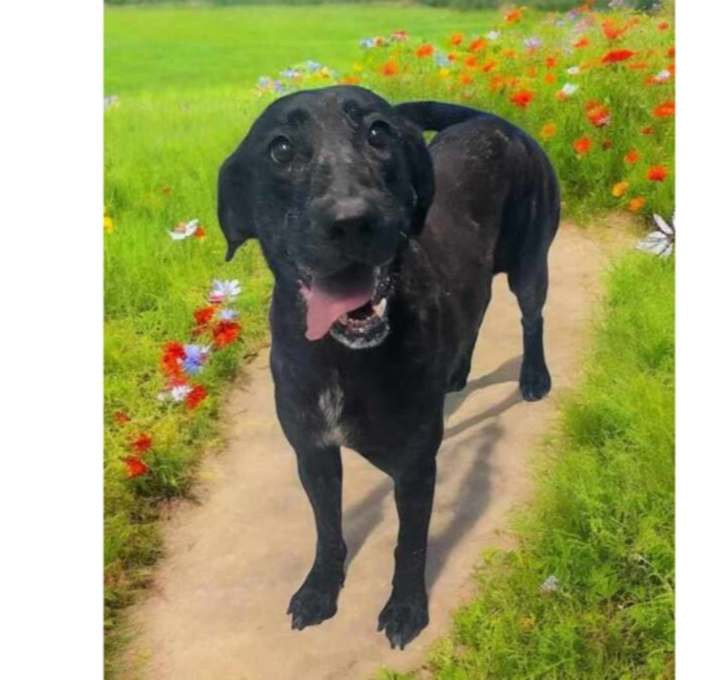 Photo of Violet ***RESCUE CENTER***