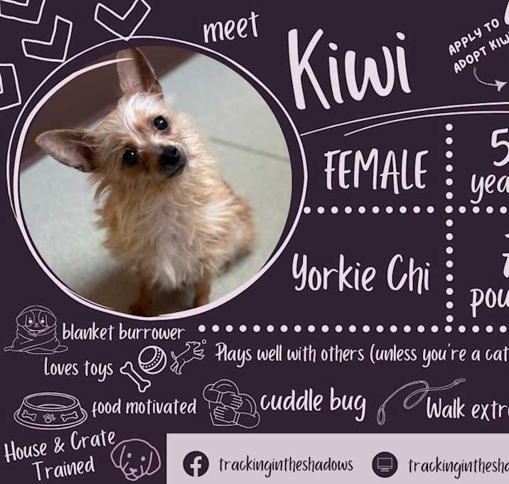 Photo of Kiwi