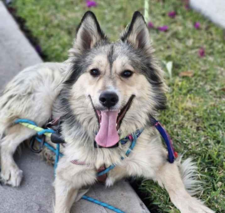 Photo of Whisky