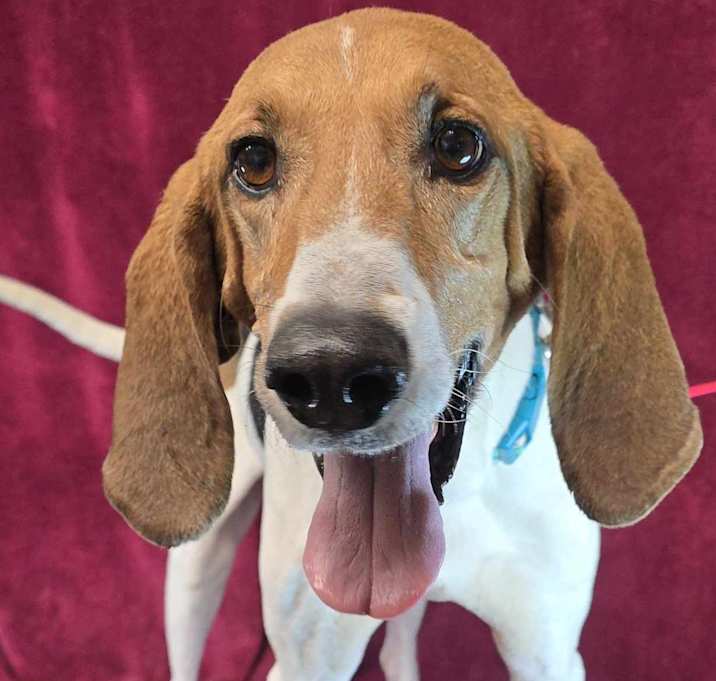 Photo of Eclipse *foster needed*