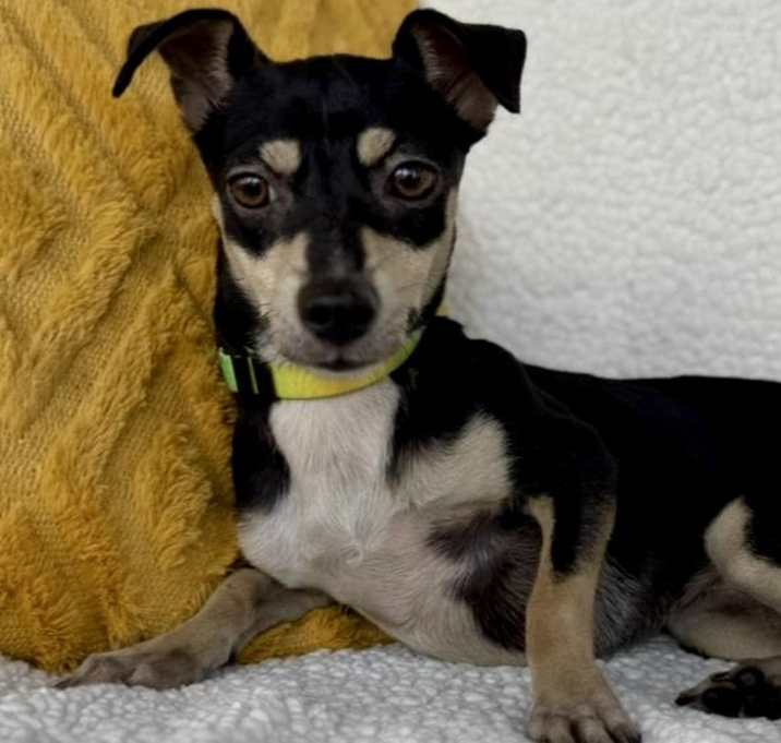 Photo of Moxie