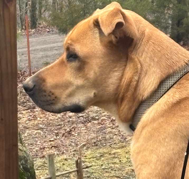 Photo of Buddy