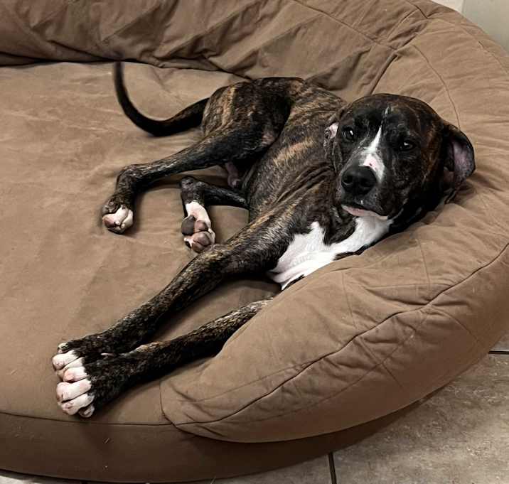 Photo of Lazarus