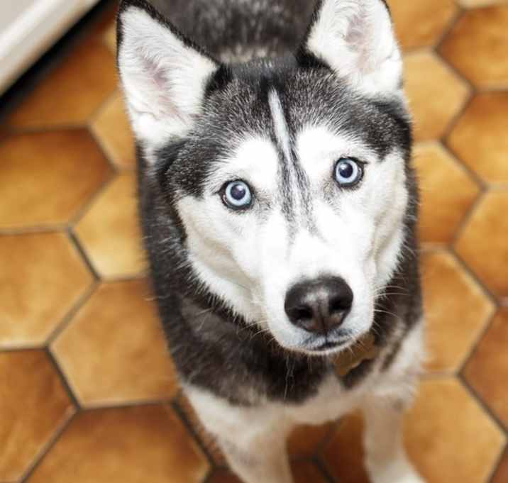 Photo of Nova