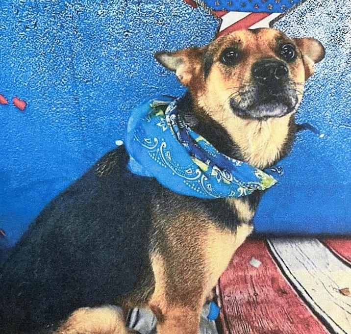 Photo of Ginger
