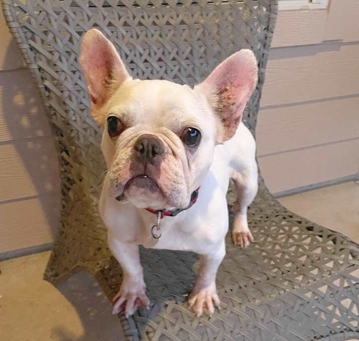 Photo of Penny