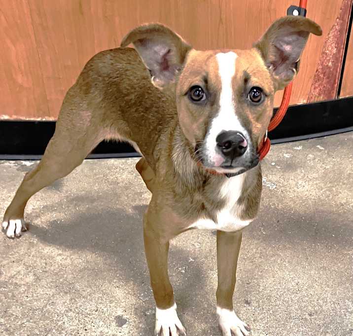 Photo of Dex