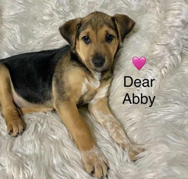 Photo of Dear Abby