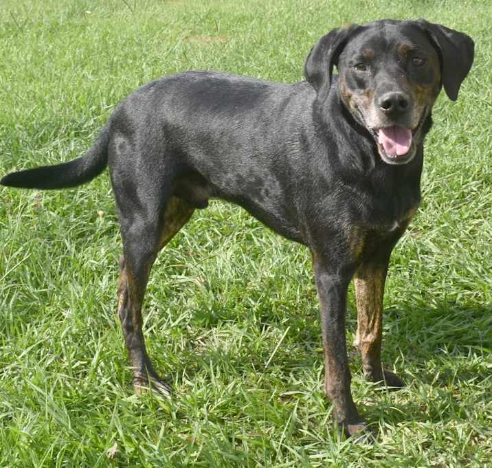 Photo of Deuce