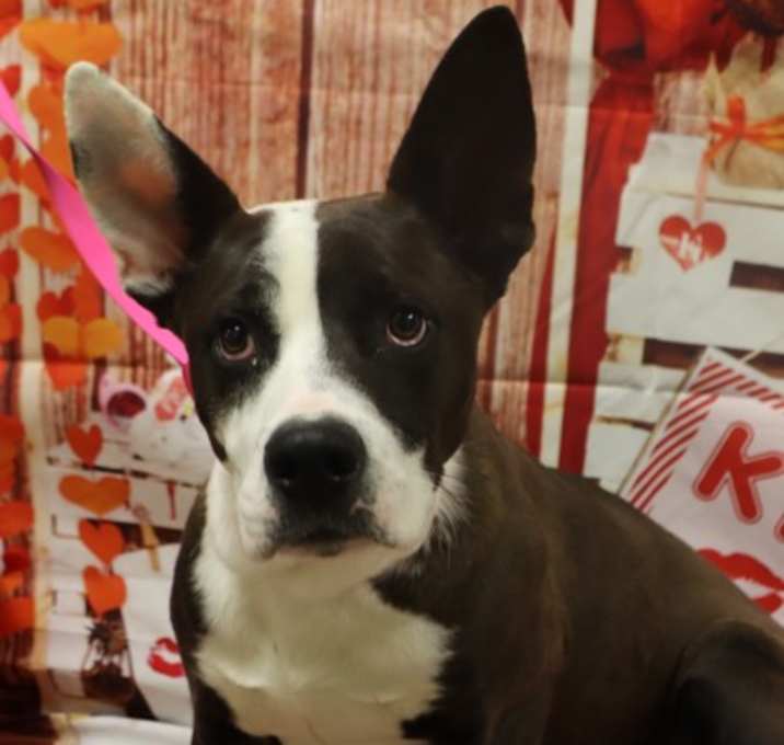 Photo of Adoptable Buddy