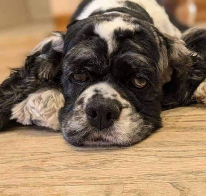 Photo of Millie