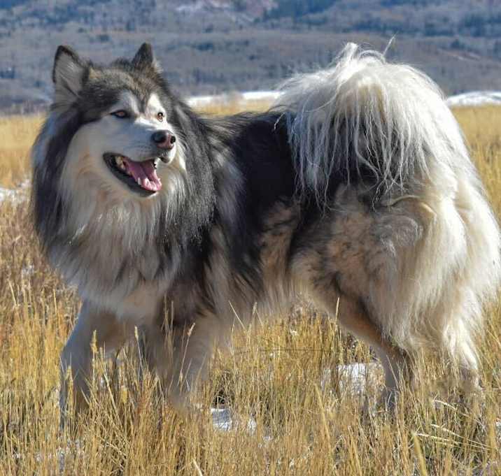 Photo of Wooly