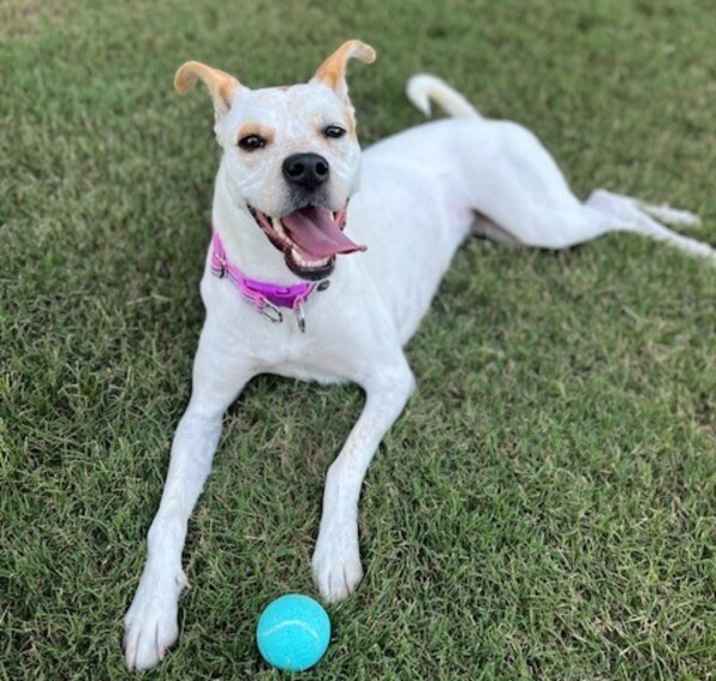 Photo of Sadie