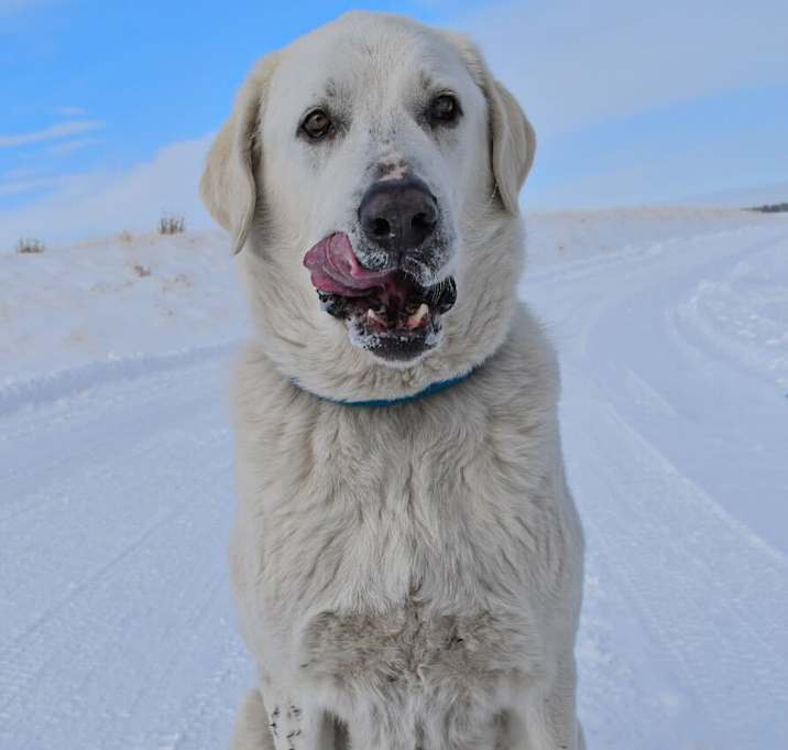 Photo of Teton