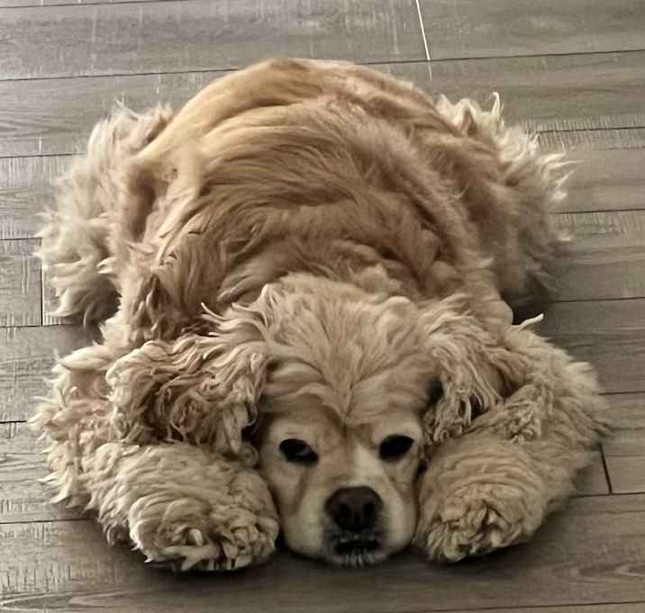 Photo of Bailey