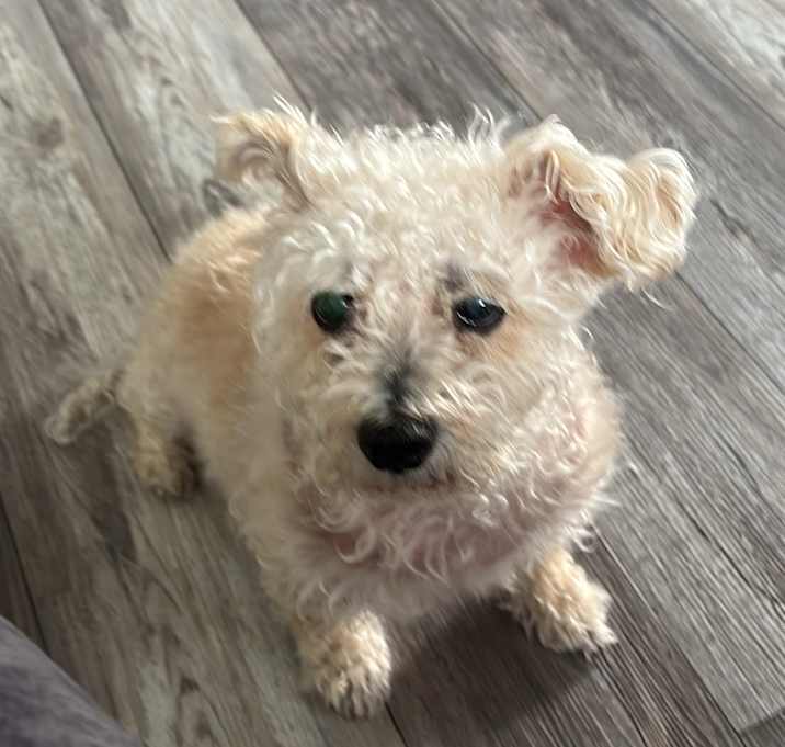 Photo of Lilly