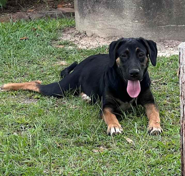 Photo of Layla
