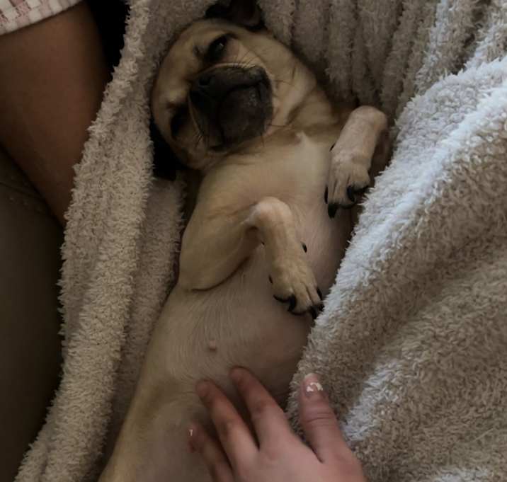 Photo of Rosie