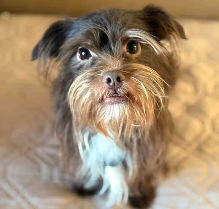 Photo of Teddy