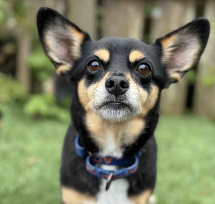 Photo of Cheeto