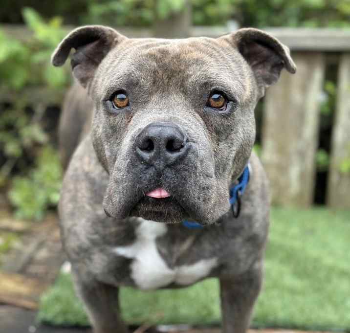Photo of Chompers